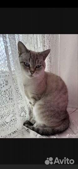 Кошки курильский бобтейл