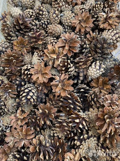 Шишки сосновые