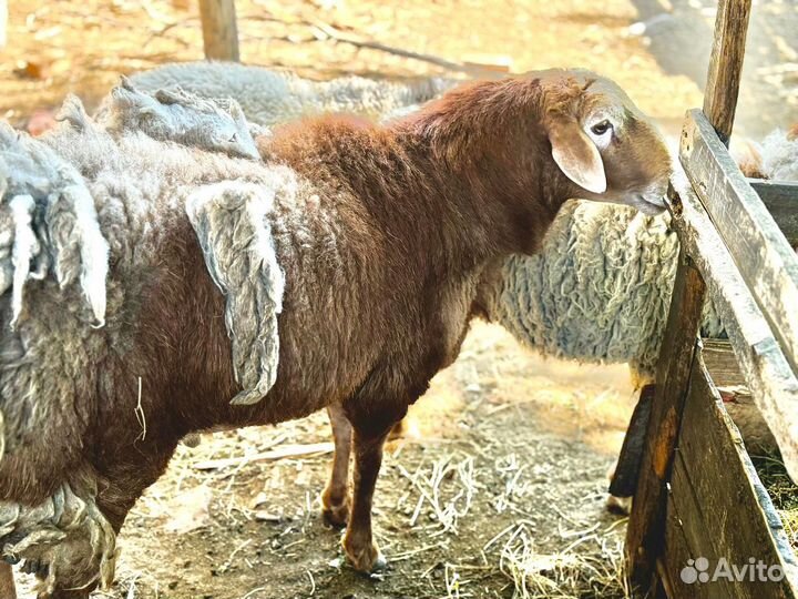 Баран производитель