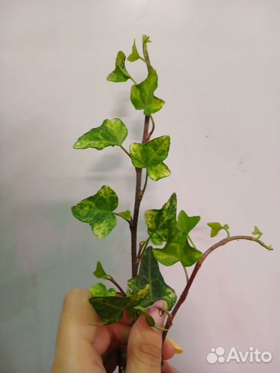 Плющ (хедера) 4