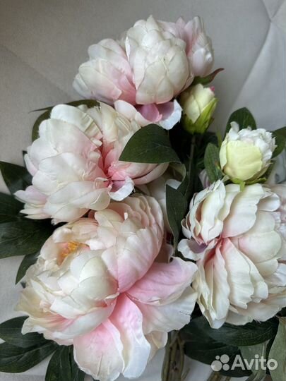 Пионы италия