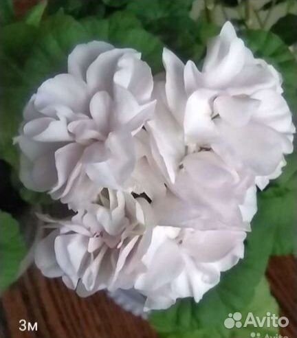 Герань пеларгония сортовая (7)