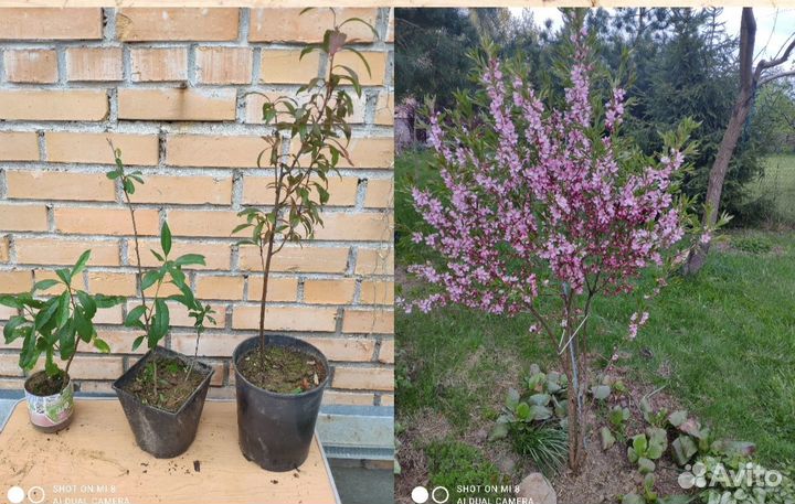 Декоративные кустарники