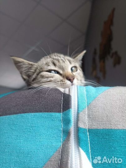 Котёнок бесплатно