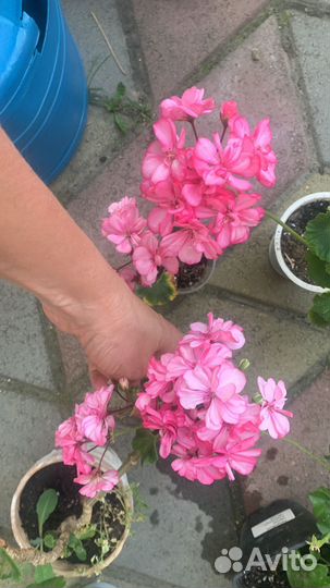 Пеларгония Стеллар дон чевинтон