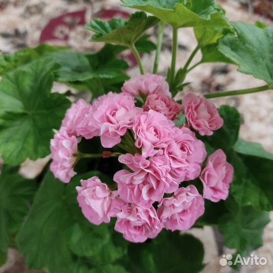 Герань пеларгония розебудная