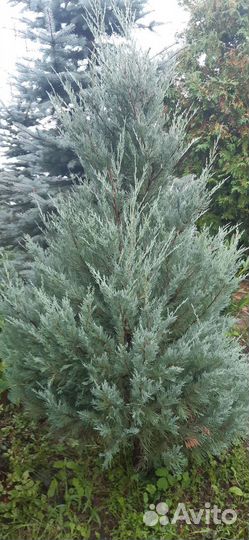 Саженцы туи, можжевельников