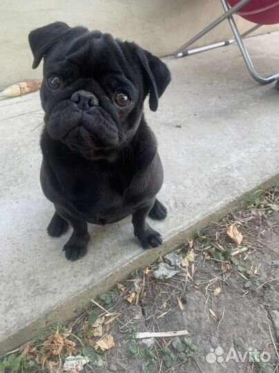 Черный мопс