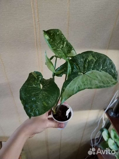 Сингониум панда