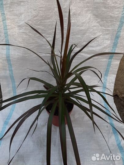 4 вида драцен