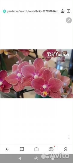 Орхидея фаленопсис Diffusion