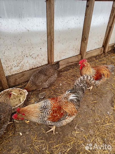 Петухи Бельфельдер