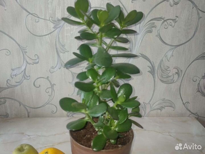 Расстение:Денежное дерево