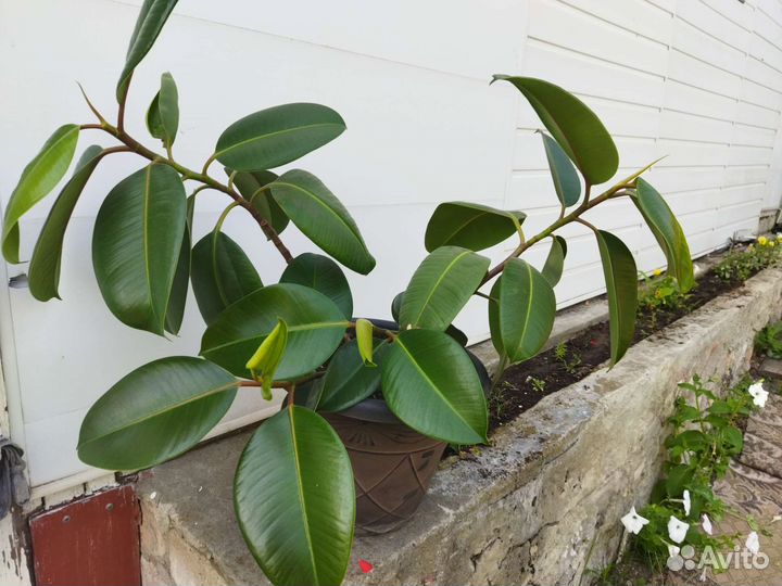 Фикус каучуконосный большой