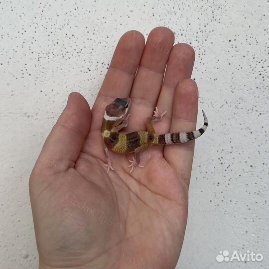 Ручные ящерицы/гекконы/эублефары опт/розница