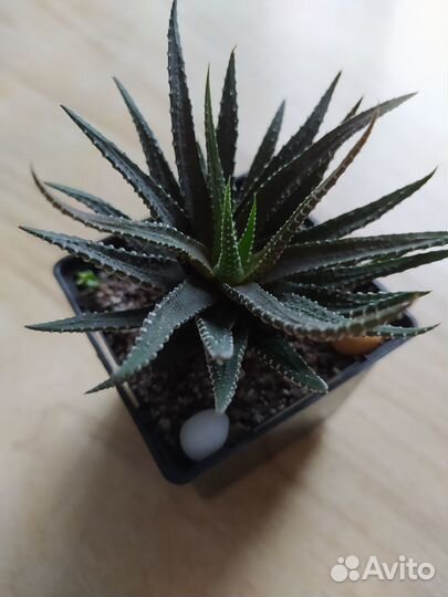 Хавортия полосатая