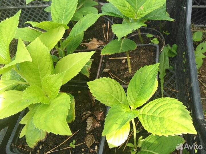 Гортензия розовая