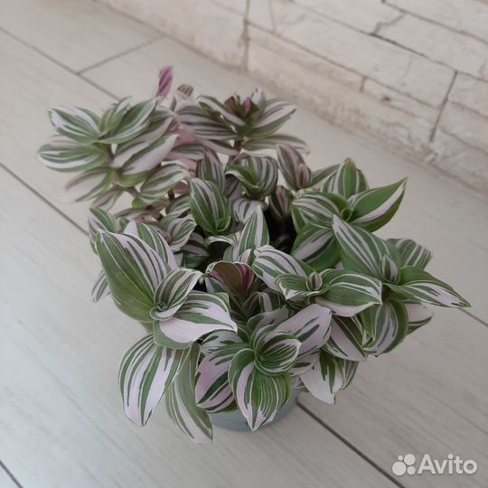 Традесанция пинк хилл, пышный куст