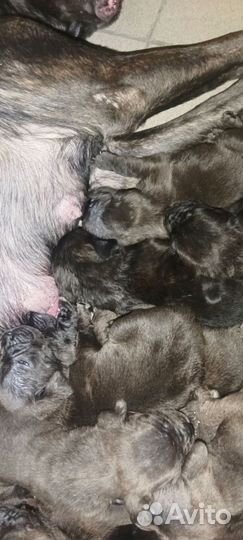 Щенки кане корсо