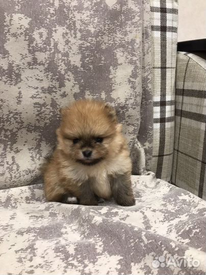 Продаю щенков