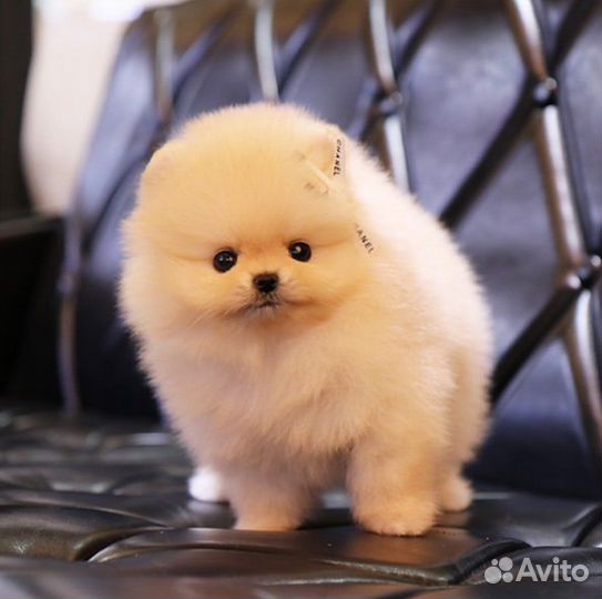 Супер Мини Мишки