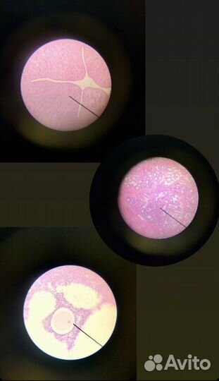 Репетитор по биологии, анатомии