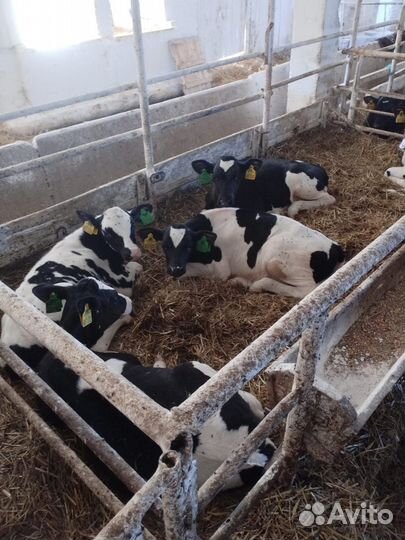 Телята бычки доставка