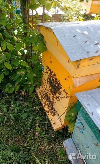 Продам пчелосемьи