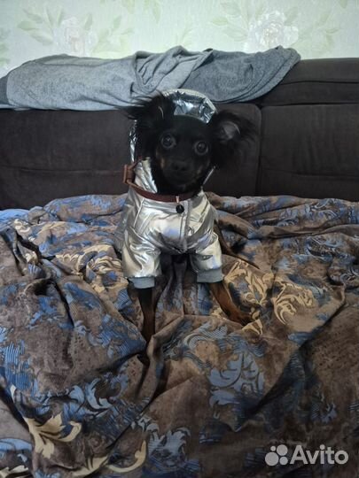 Вязка собак той-терьер