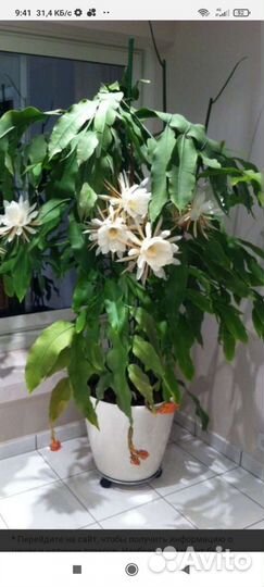 Комнатные экзотические растения