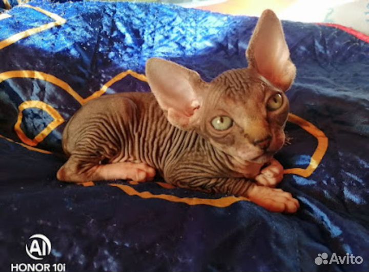 Кошка