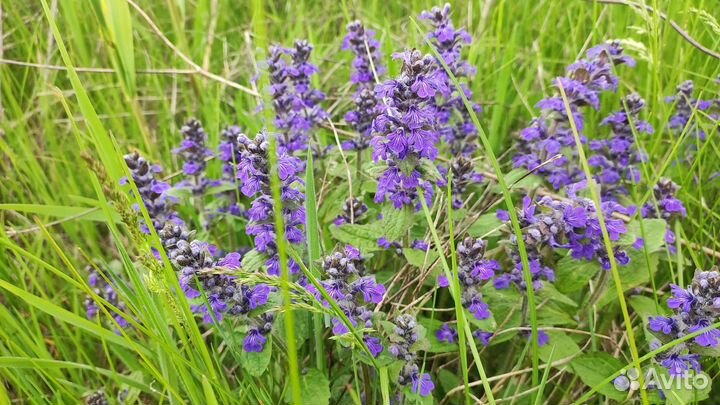 Лекарственные растения юга