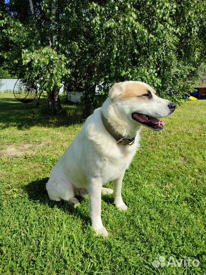 Среднеазиатская овчарка алабай вязка