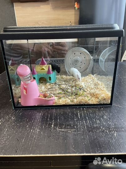 Хомяки джунгарики с аквариумом