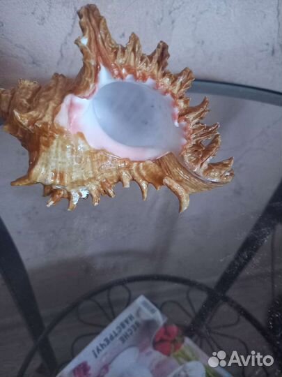 Редкие океанические и морские ракушки и звезды