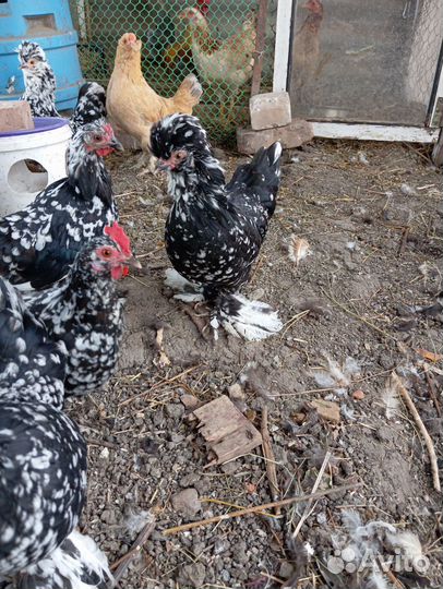 Карликовые куры