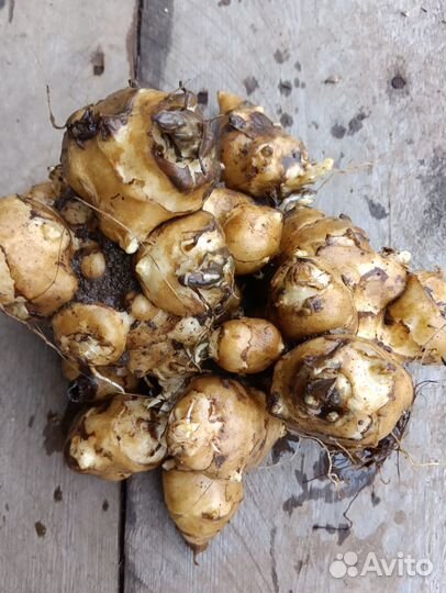 Топинамбур