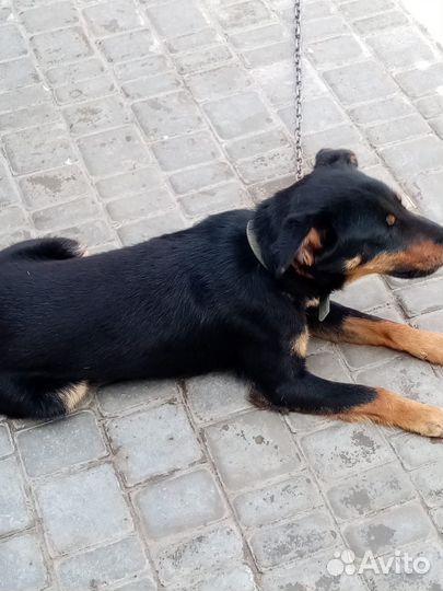 Сторожевой пёс