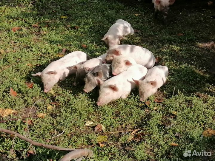 Продам поросят