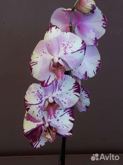 Орхидеи цветущие новое поступление