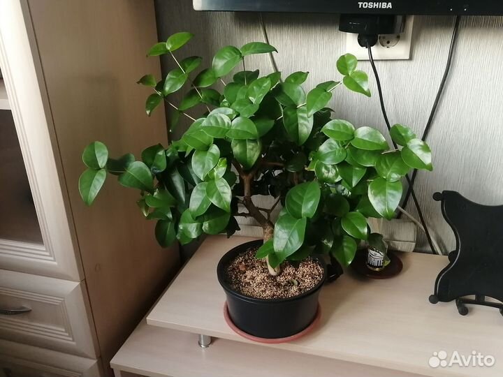 Евгения унифлора (суринамская вишня, питанга)