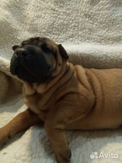 Щенки шарпей