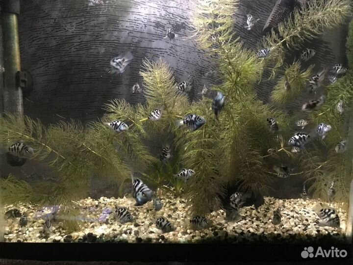 Аквариумные рыбки