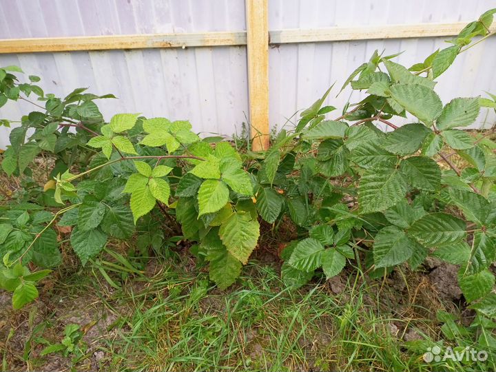 Саженцы садовых растений