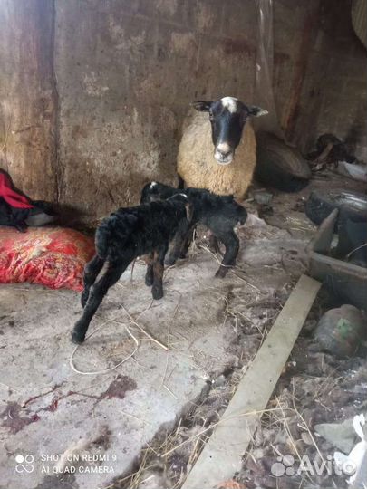 Ягнята и овцы