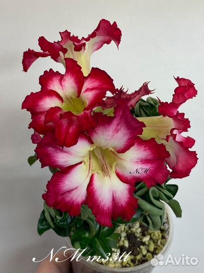 Адениум мини