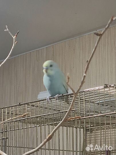 Волнистый попугай