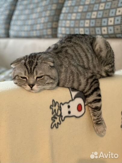 Шотландский вислоухий кот вязка