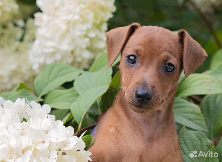 Щенки цвергпинчера