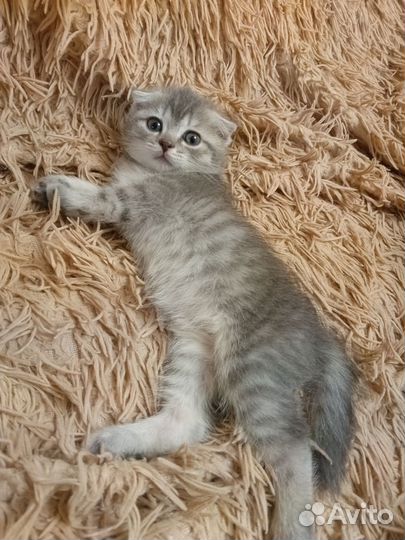 Британские котята бесплатно